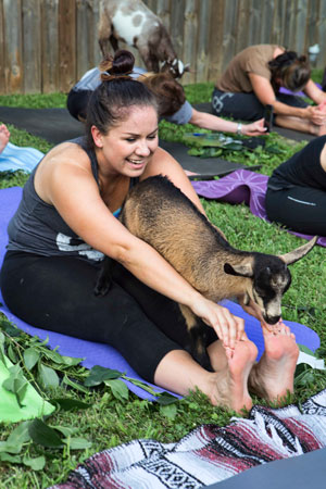 Imagine That Asana With Goats On Your Back. This Is Latest Yoga Craze.
